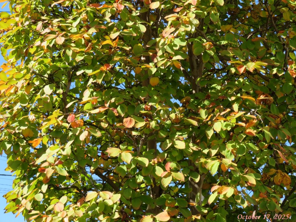 画像3(ナツツバキ) 画像3(ナツツバキ)