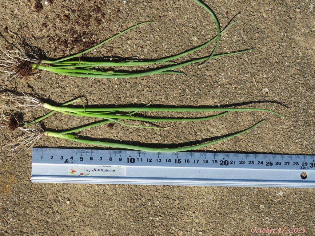 画像5(玉ネギ苗) 画像5(玉ネギ苗)