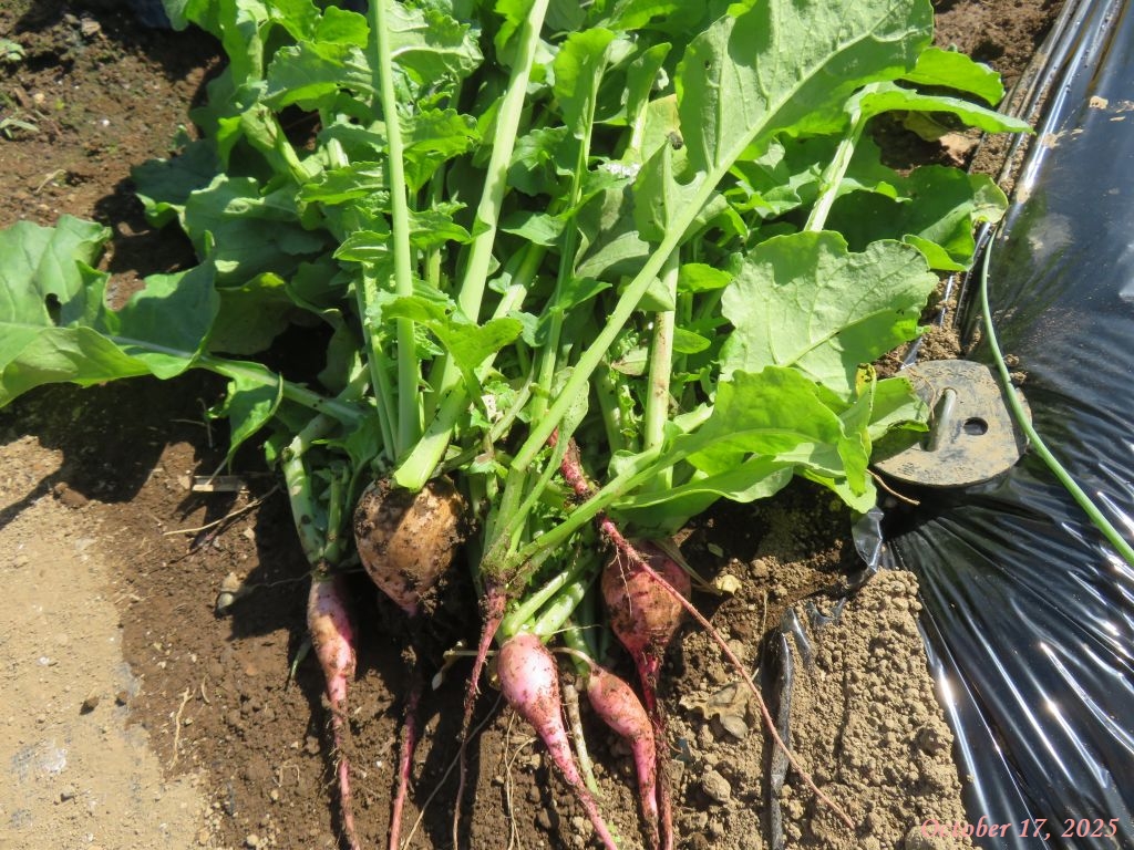 画像8(紅心大根) 画像8(紅心大根)