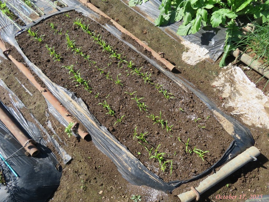 画像10(ほうれん草) 画像10(ほうれん草)