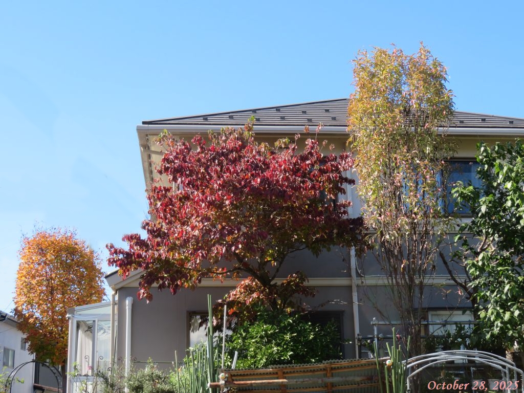 画像2(紅葉) 画像2(紅葉)