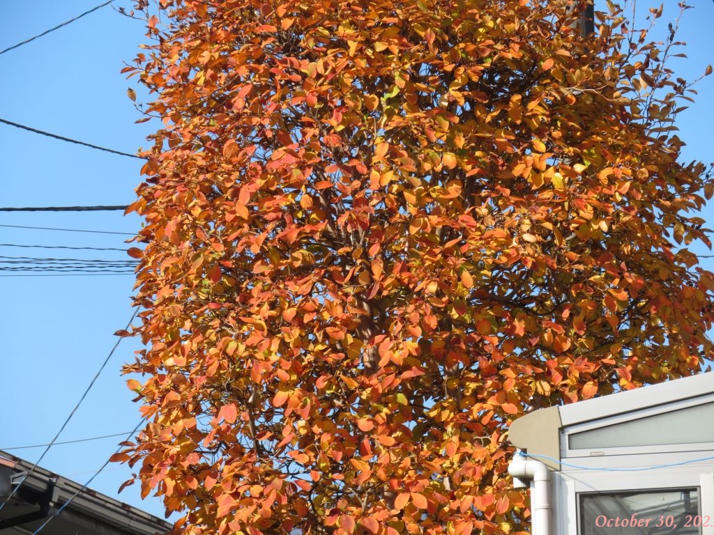 画像４（ナツツバキ）