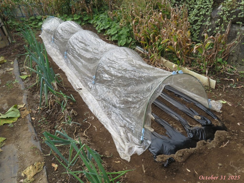 画像２（冬菜のトンネル）