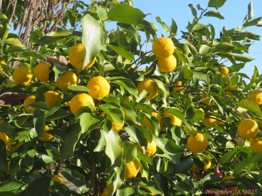 画像4(ユズ) 画像4(ユズ)