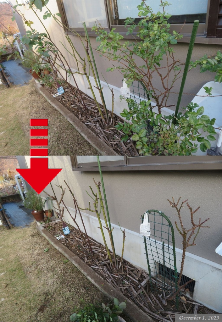 画像９（バラの手入れ　剪定）