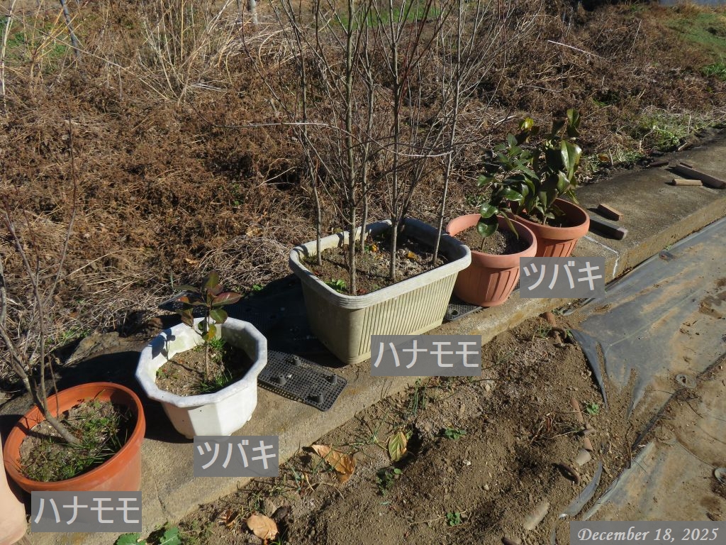 画像７（ツバキとハナモモ）