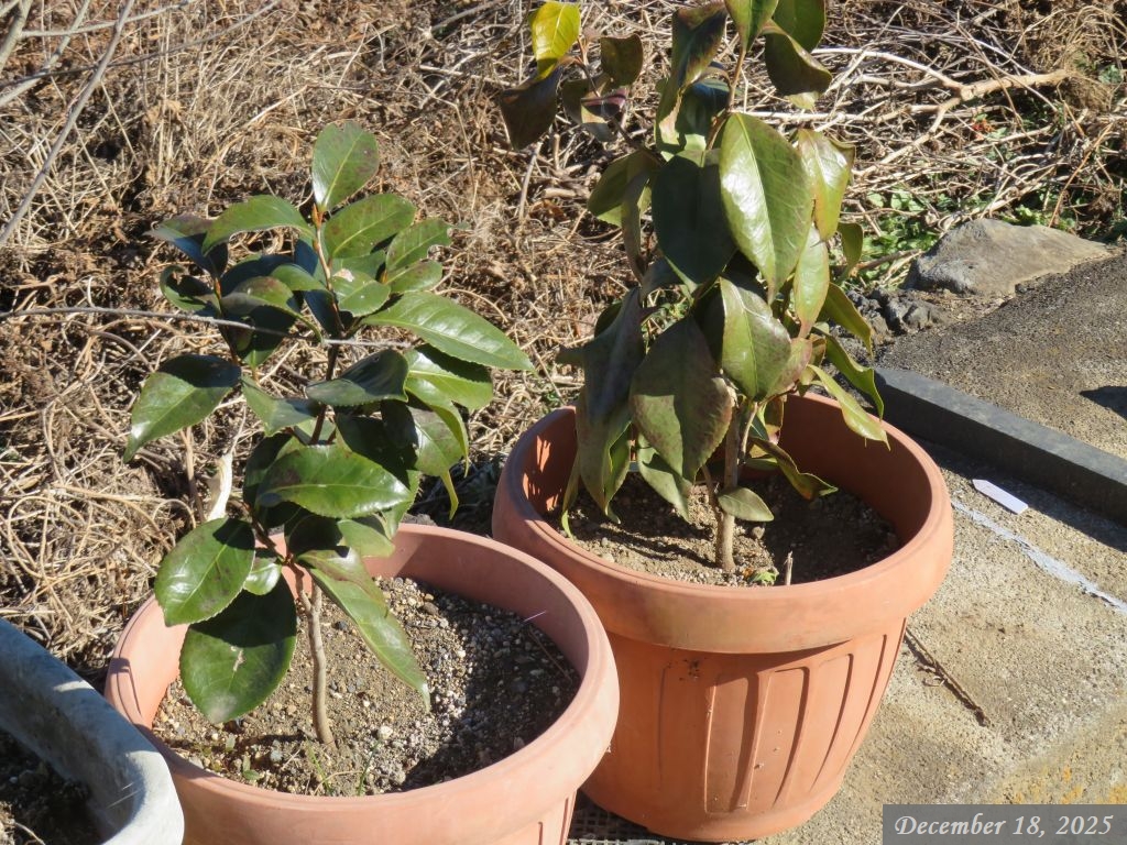 画像８（ツバキ）