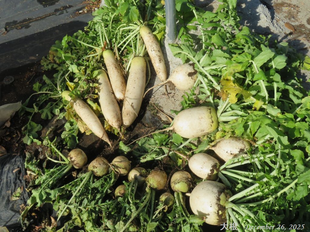 画像２（収穫した大根）