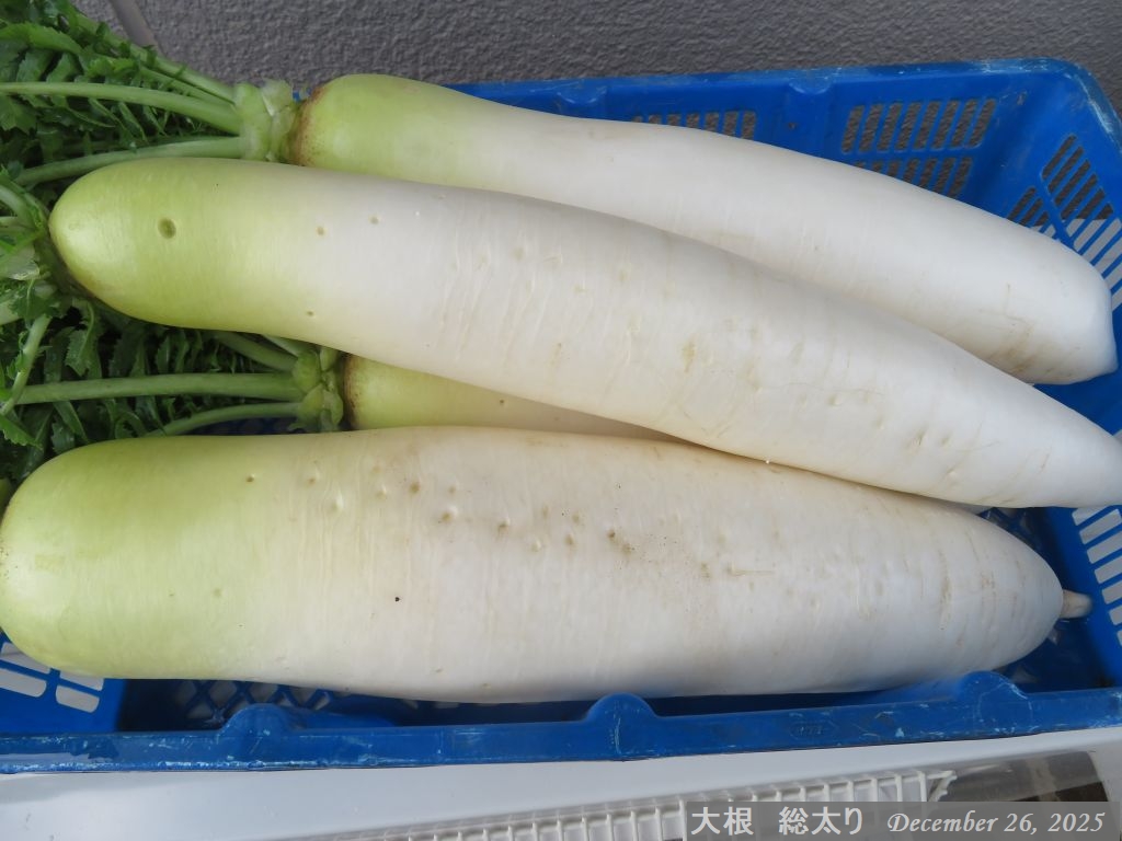 画像４（大根　総太り）