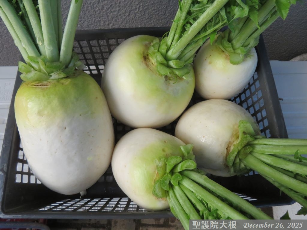 画像５（聖護院大根）