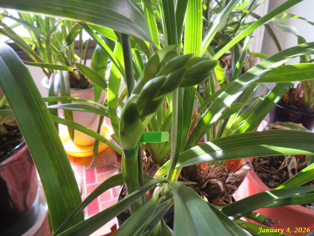 画像５（シンビジウム）