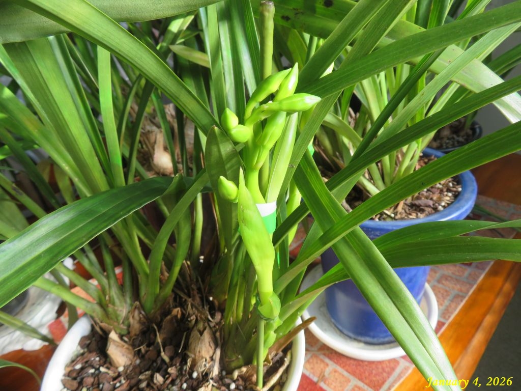 画像６（シンビジウム）