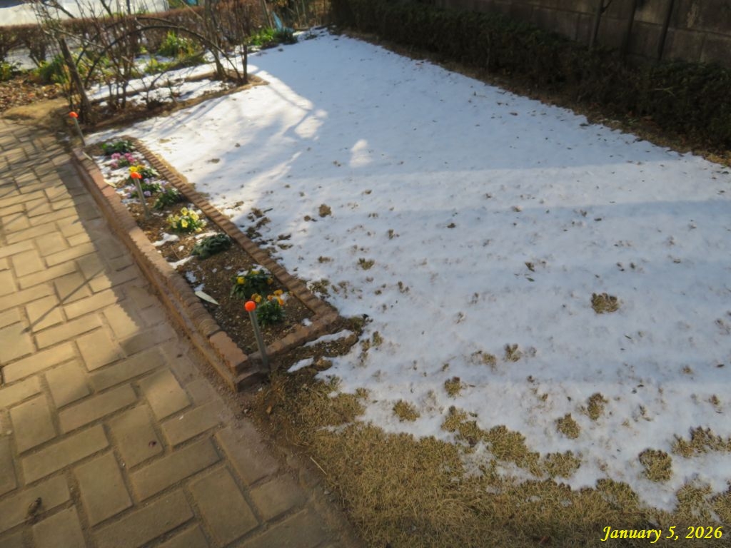 画像6(庭の雪) 画像6(庭の雪)