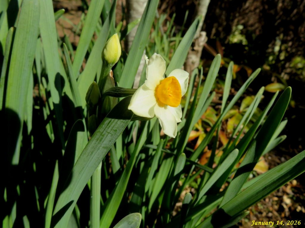 画像１（水仙）