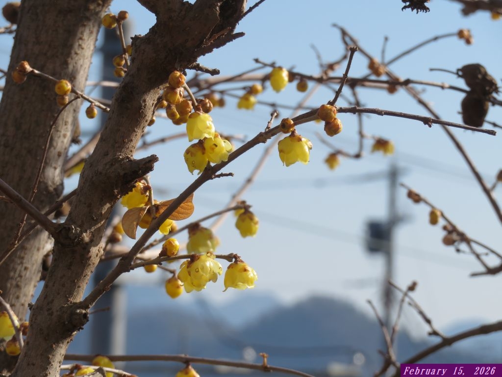 画像2（ロウ梅）