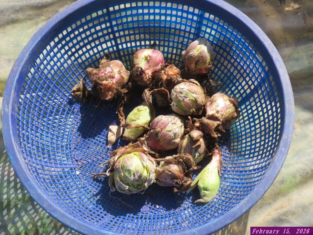 画像5（フキノトウ）