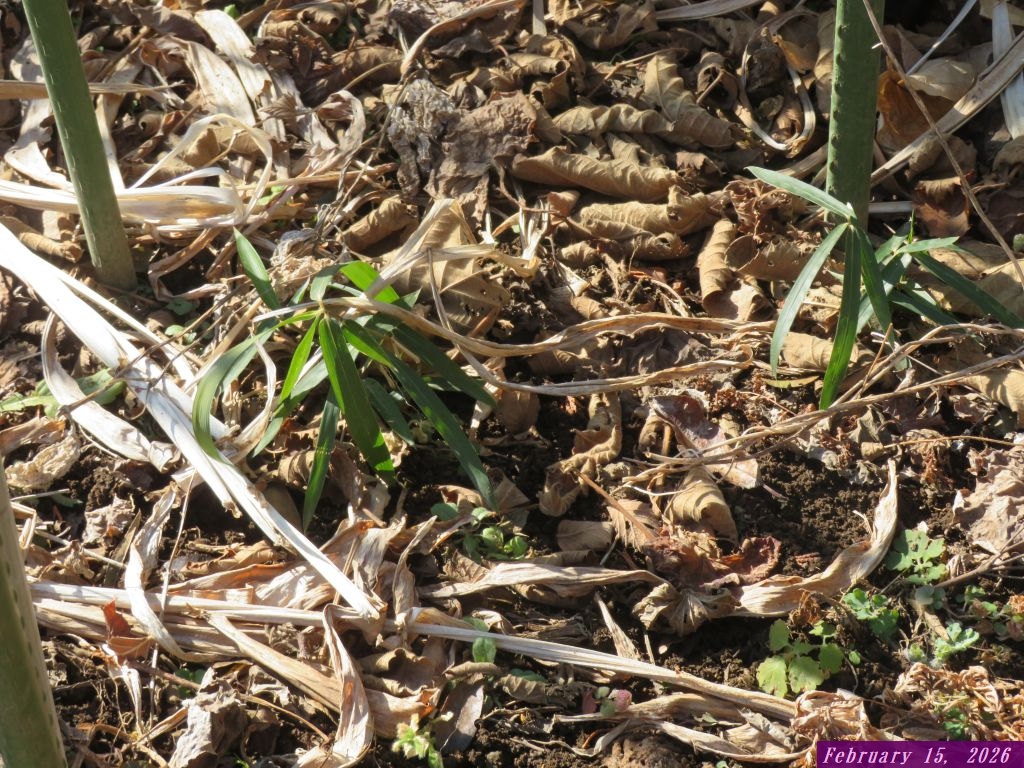 画像7（進出してきた竹）