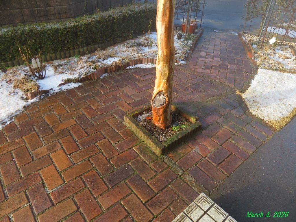 画像２（庭の雪）