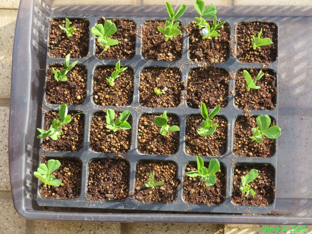 画像6(スナップエンドウ) 画像6(スナップエンドウ)