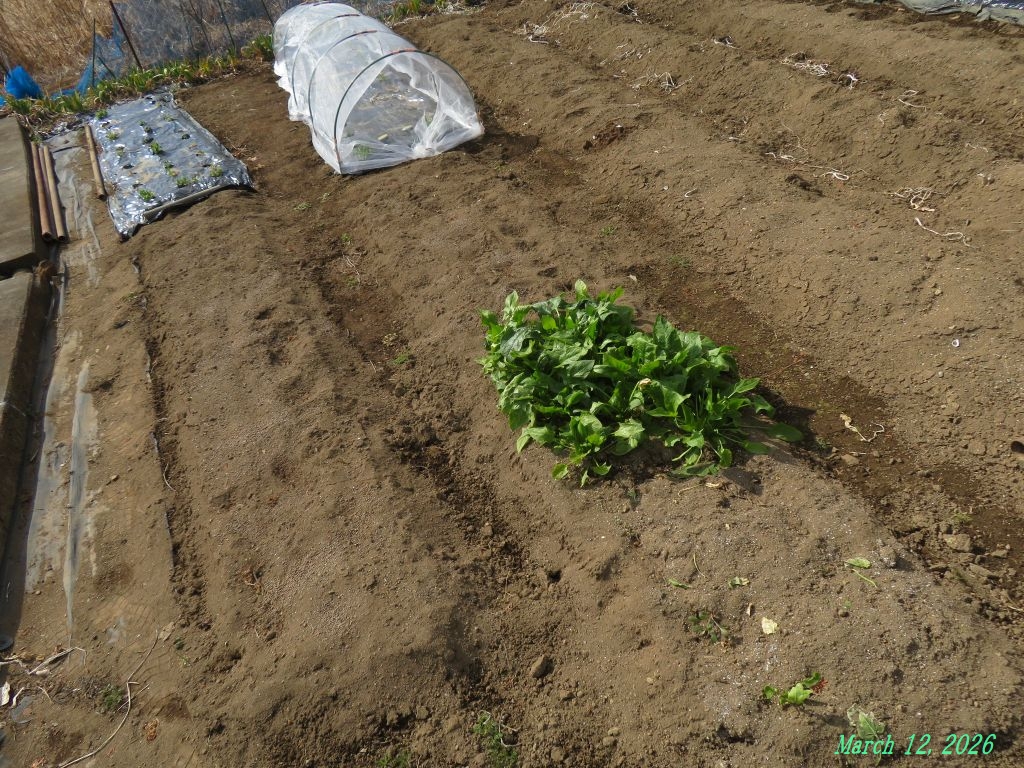 画像７（畑のほうれん草）