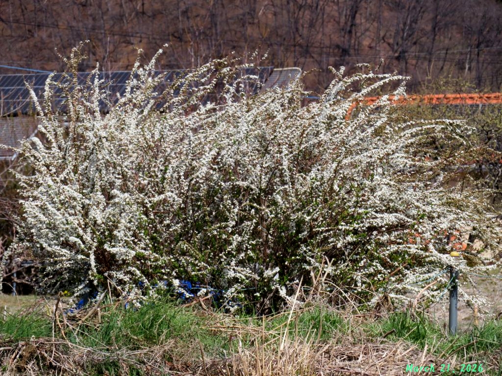 画像２（野原のユキヤナギ）