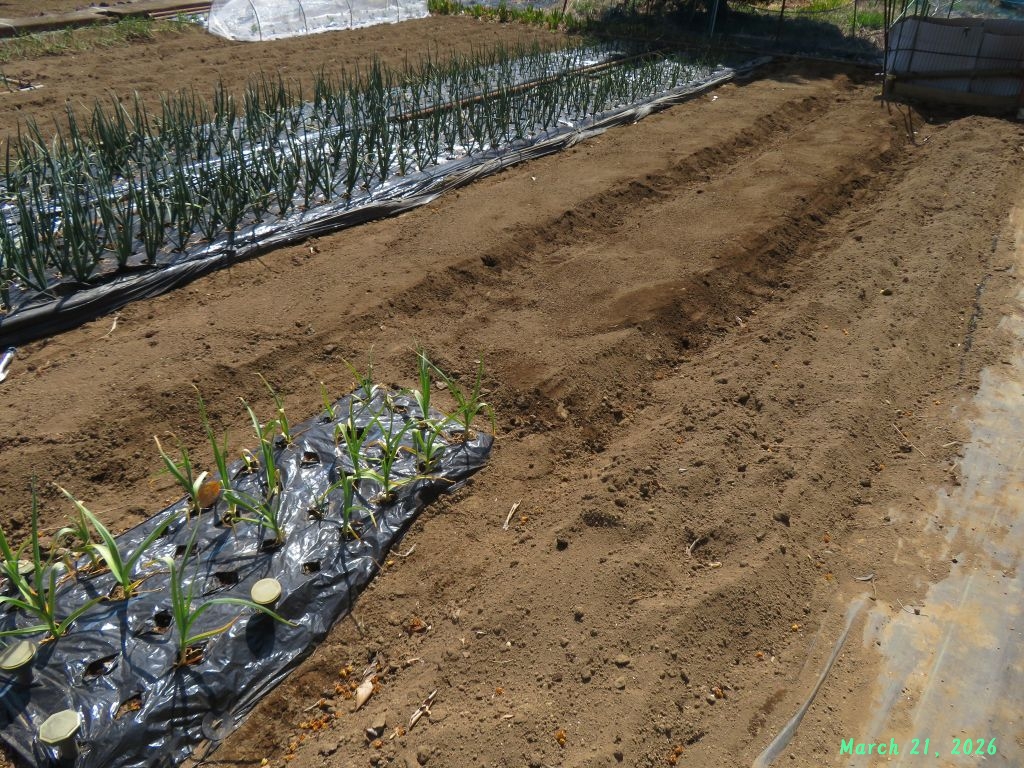 画像８（ジャガイモの畝作り）