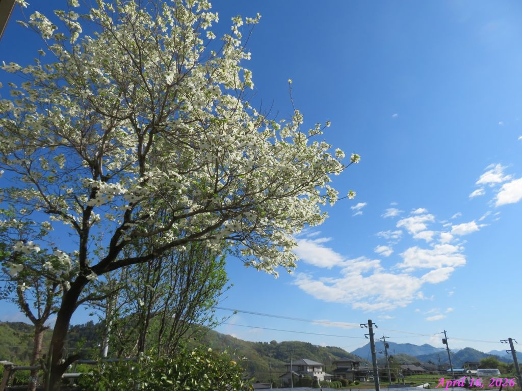 画像１（今朝の空）