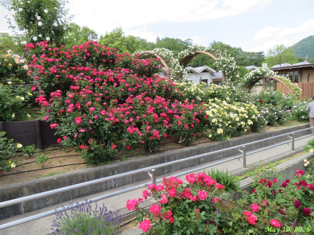 画像14(富士川クラフトパークのバラ) 画像14(富士川クラフトパークのバラ)