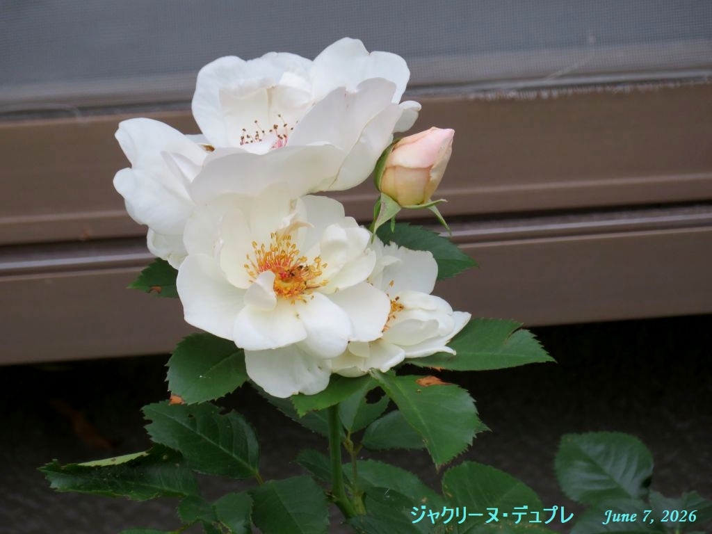 画像２（ジャクリーヌ・デュプレ）