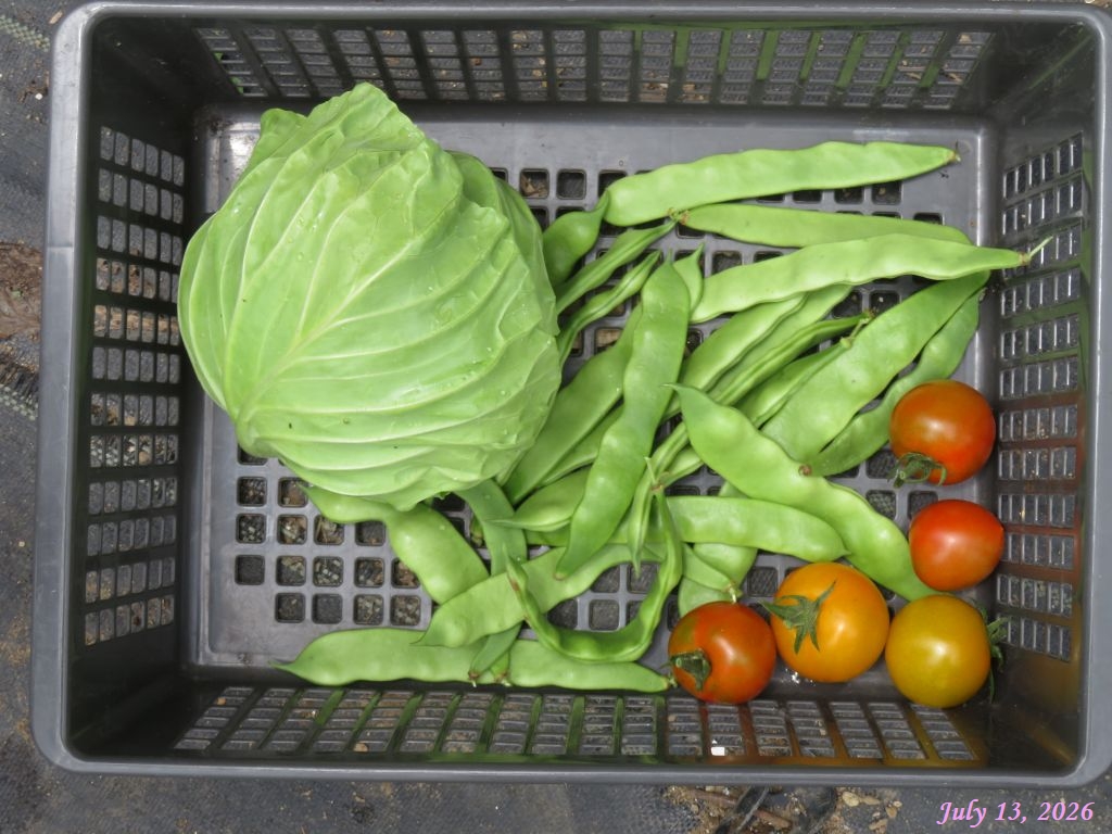 画像8(収穫野菜) 画像8(収穫野菜)